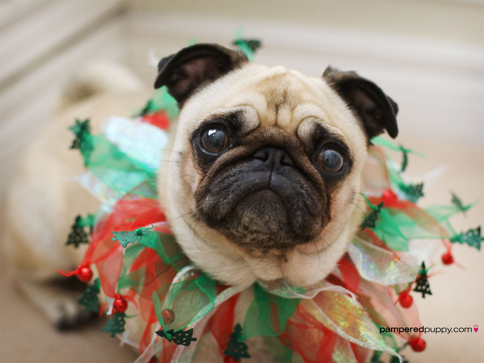 Fawn Pug With Christmas Collar Doggy Desktops