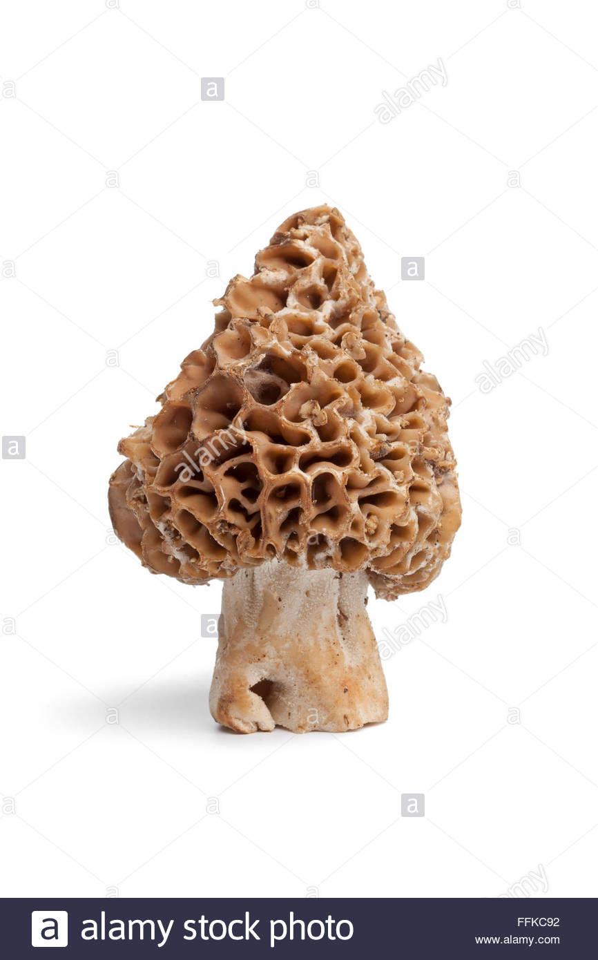 Fresh Raw Morel Mushroom On White Background Stock Photo