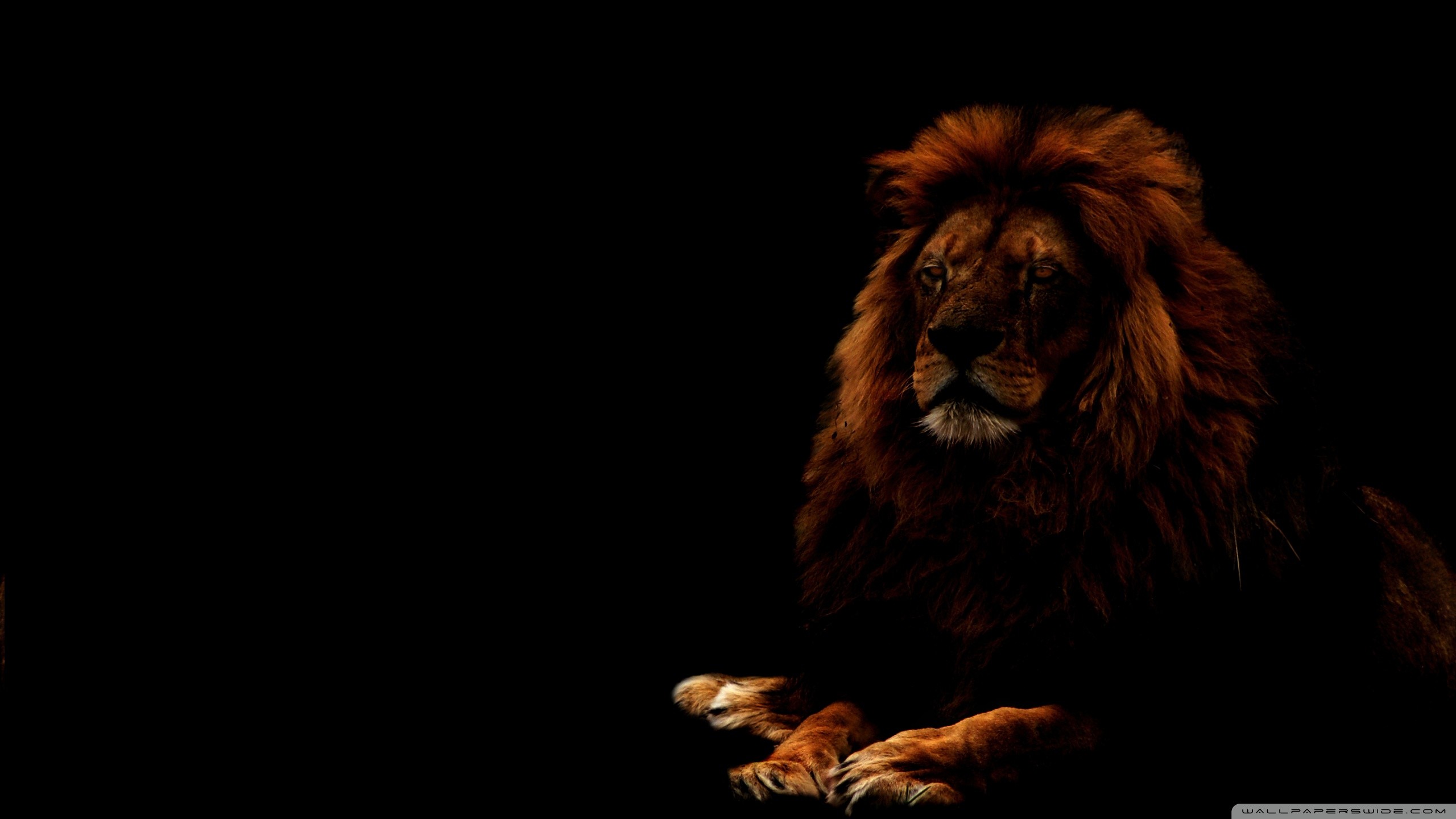 Black Lion HD Wallpaper
