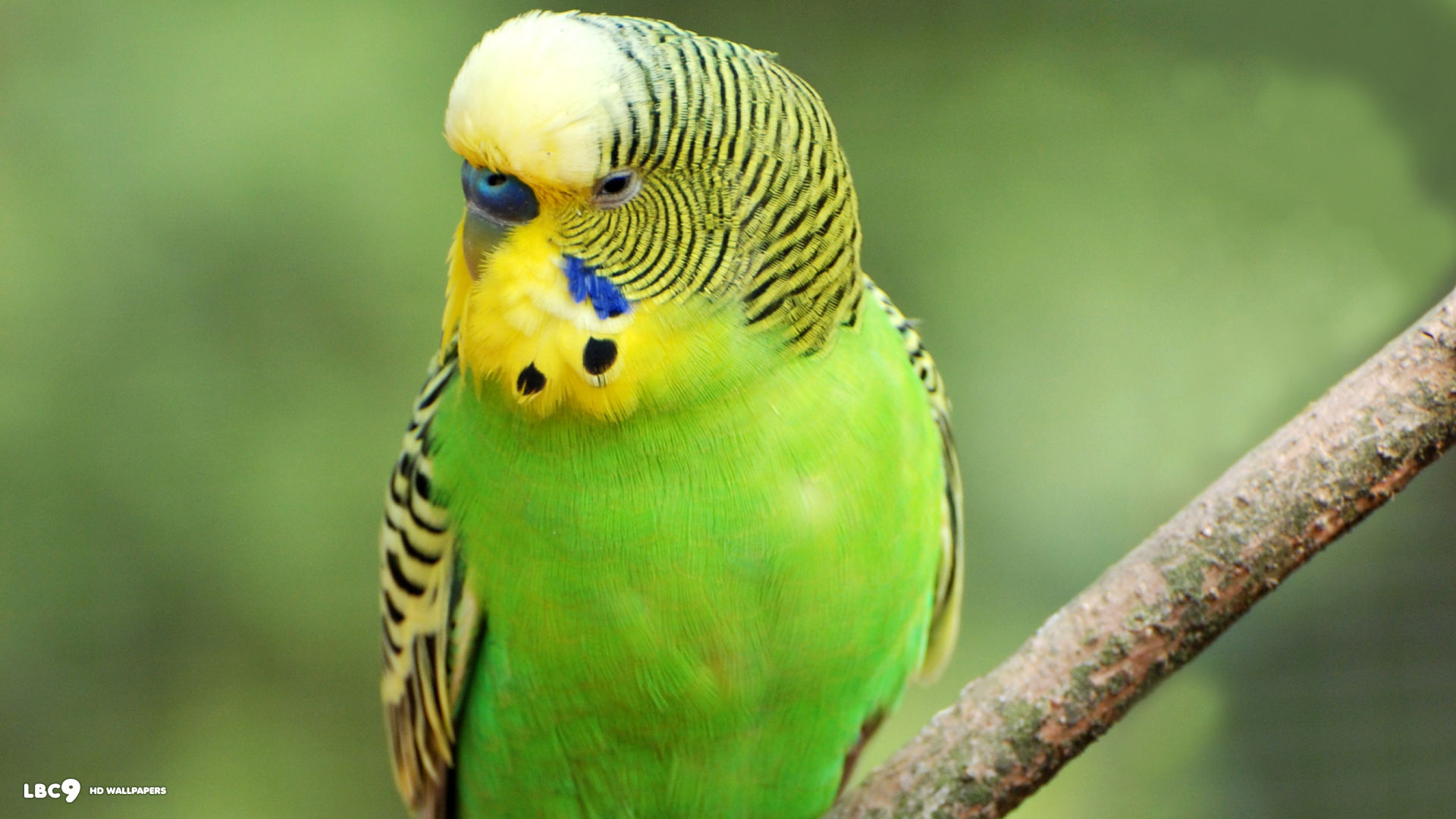 Best Budgie Wallpaper