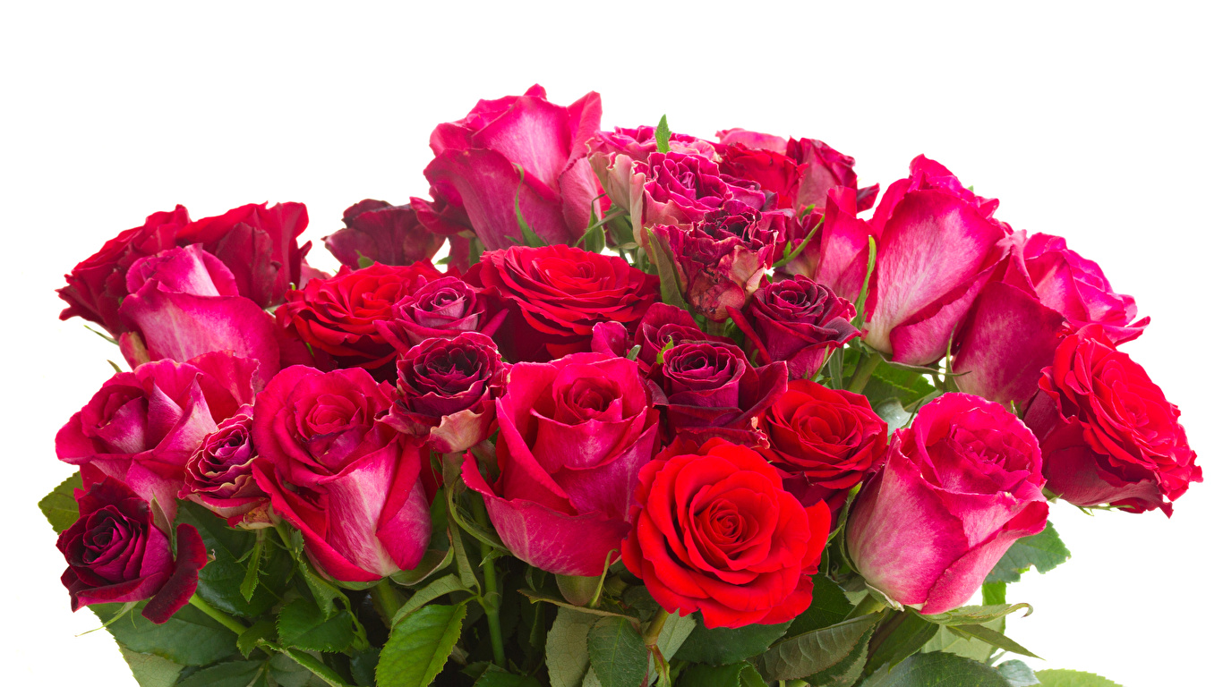 Image Bouquets Roses Flower Closeup White Background Wallpaper