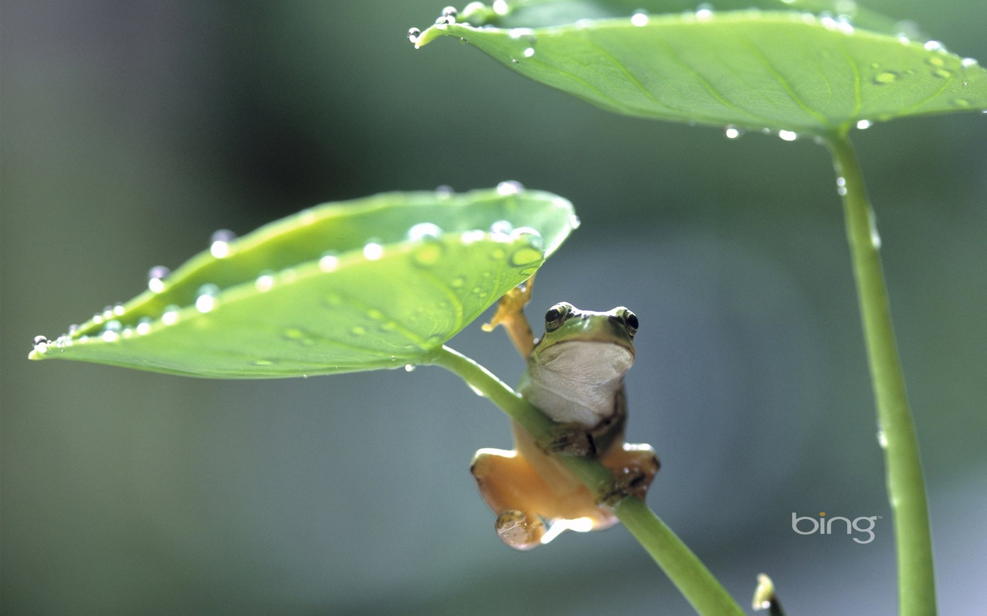 Free download Rain Frog Wallpaper Windows 7 Bing 1742 HD Desktop