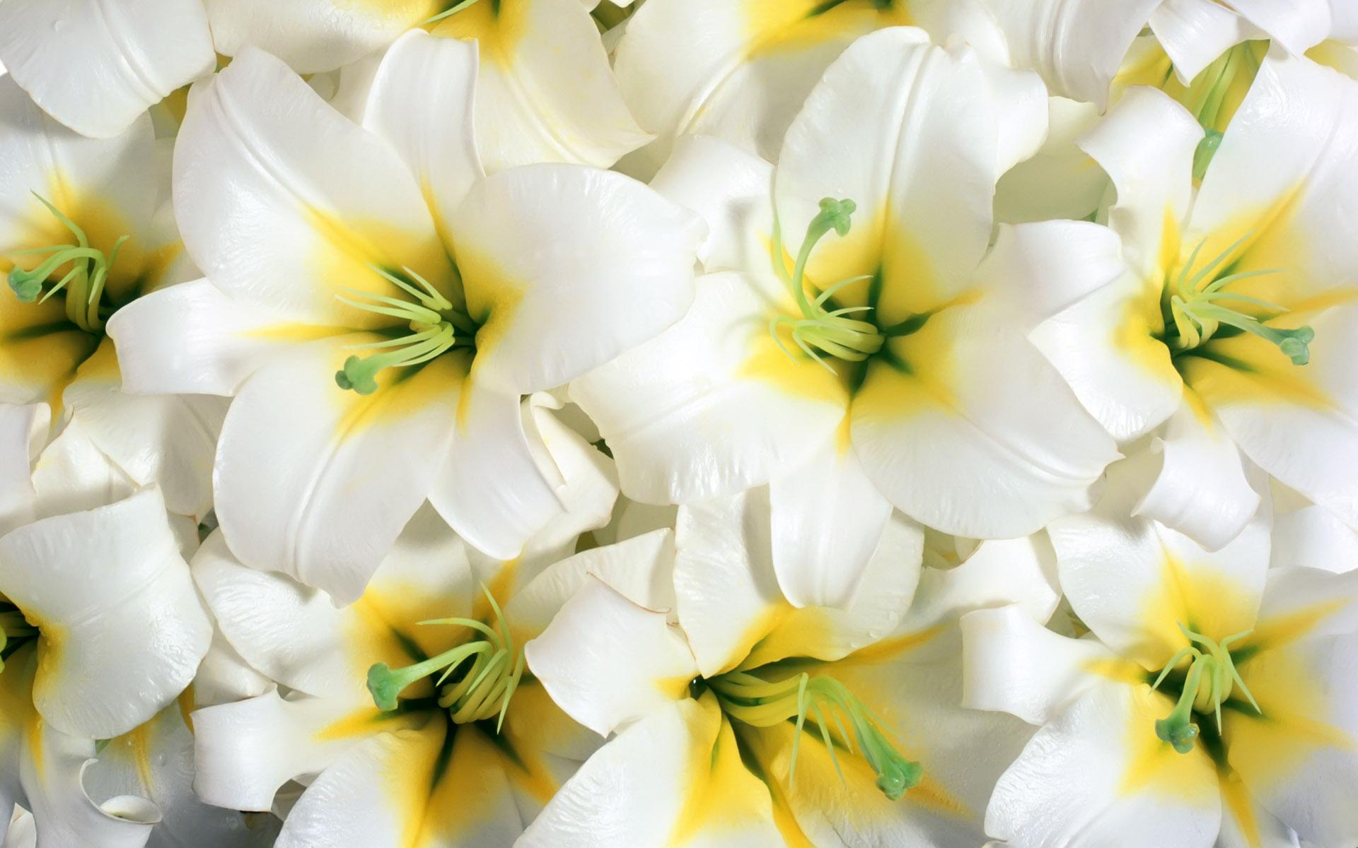 Pure White Lilies Wallpaper