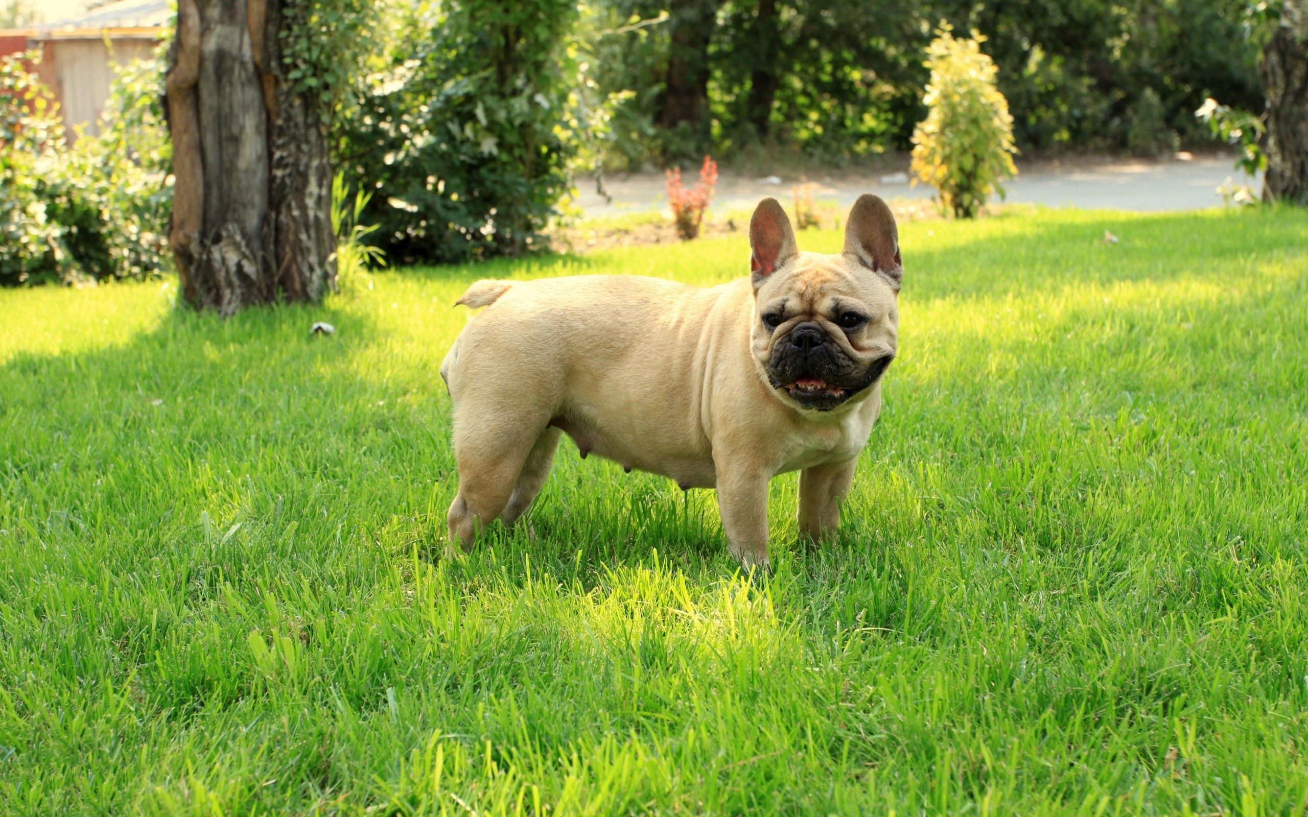 Free download French bulldog wallpaper 1377177 [2560x1600] for your ...