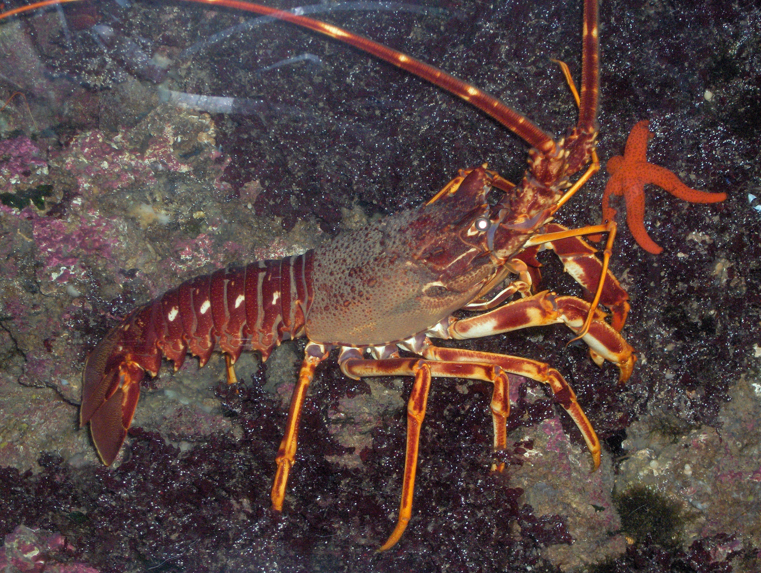 Animal Lobster Spiny 2k HD Wallpaper