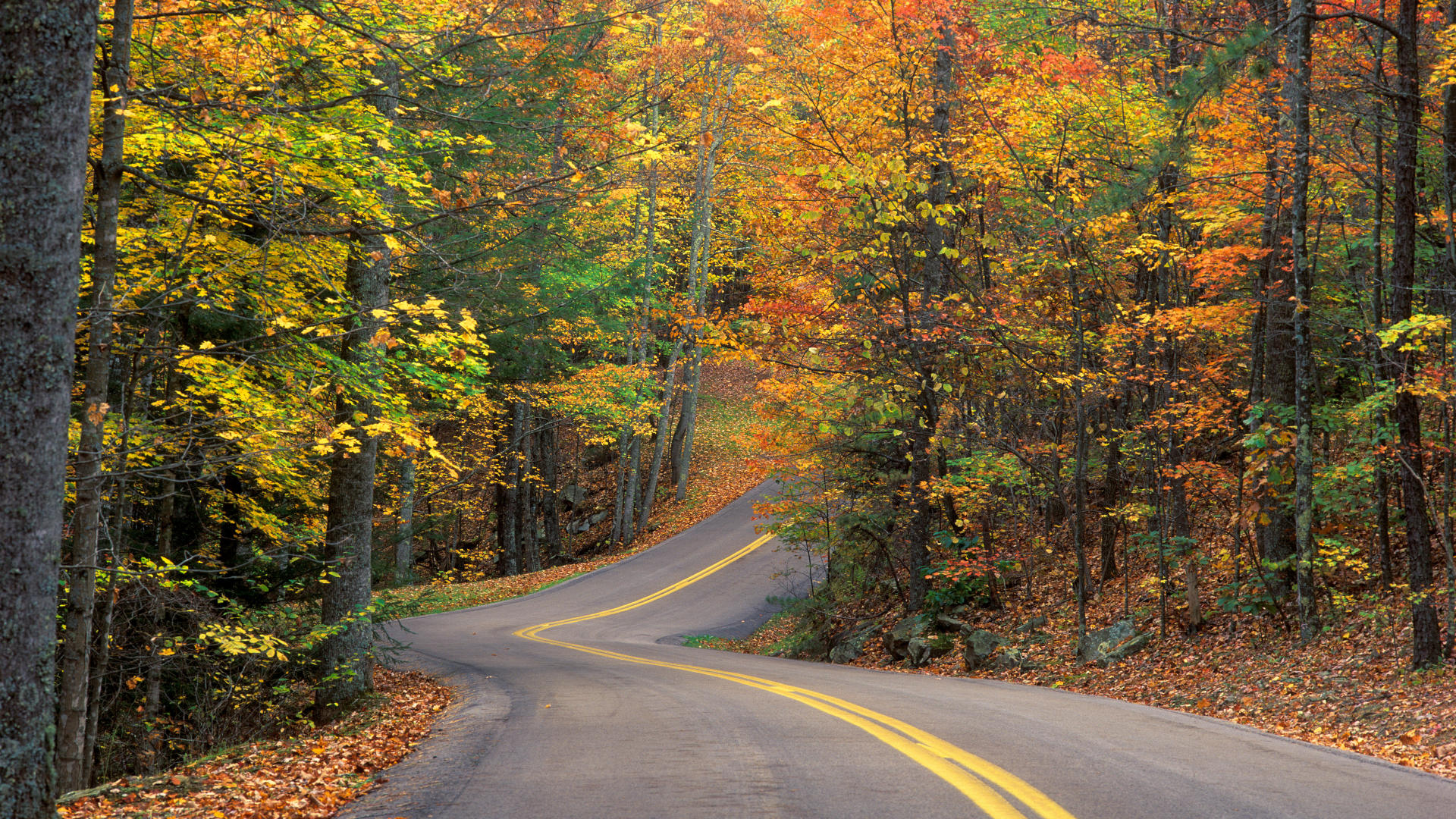 Background Autumn Colors Road Cool Background And Wallpaper