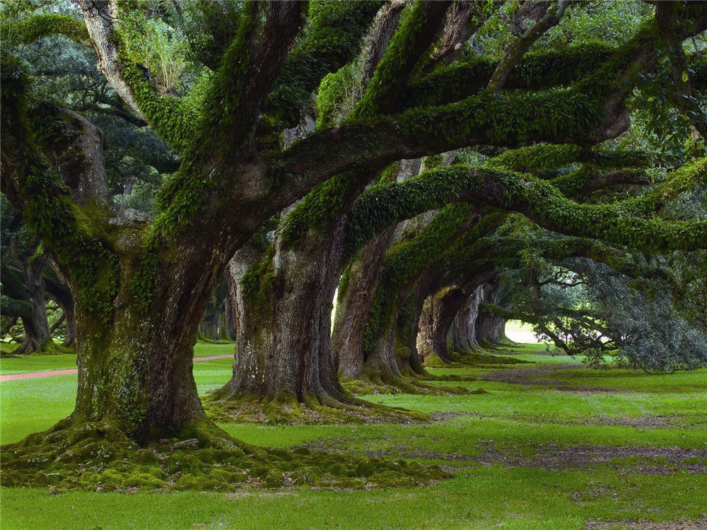 Free download Trees Mural Prepasted Wallpaper Wallcovering Photo Wall