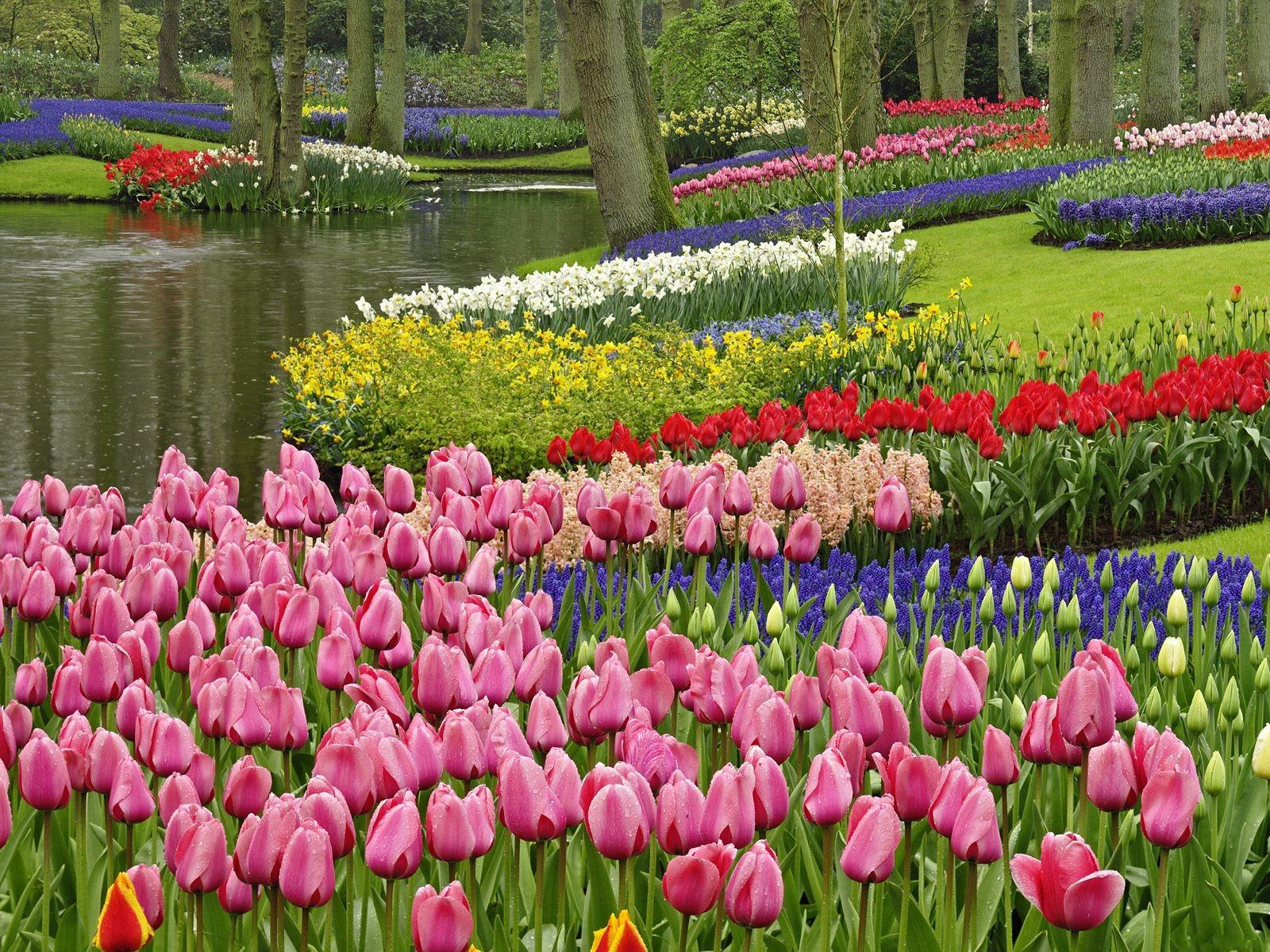 Spring Tulip Garden In The Park Wallpaper Magic4walls