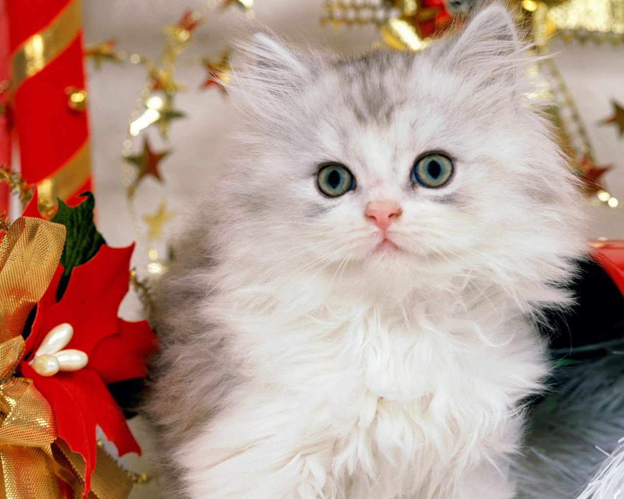 Christmas Kitten Wallpaper