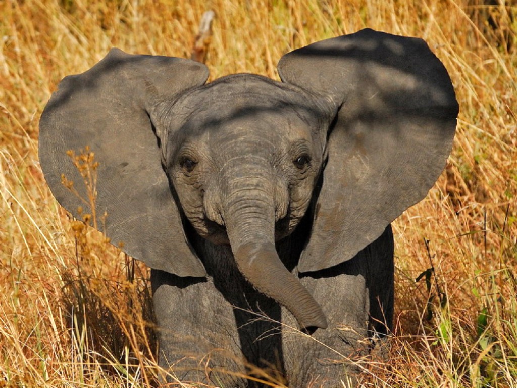 Baby Elephant Background