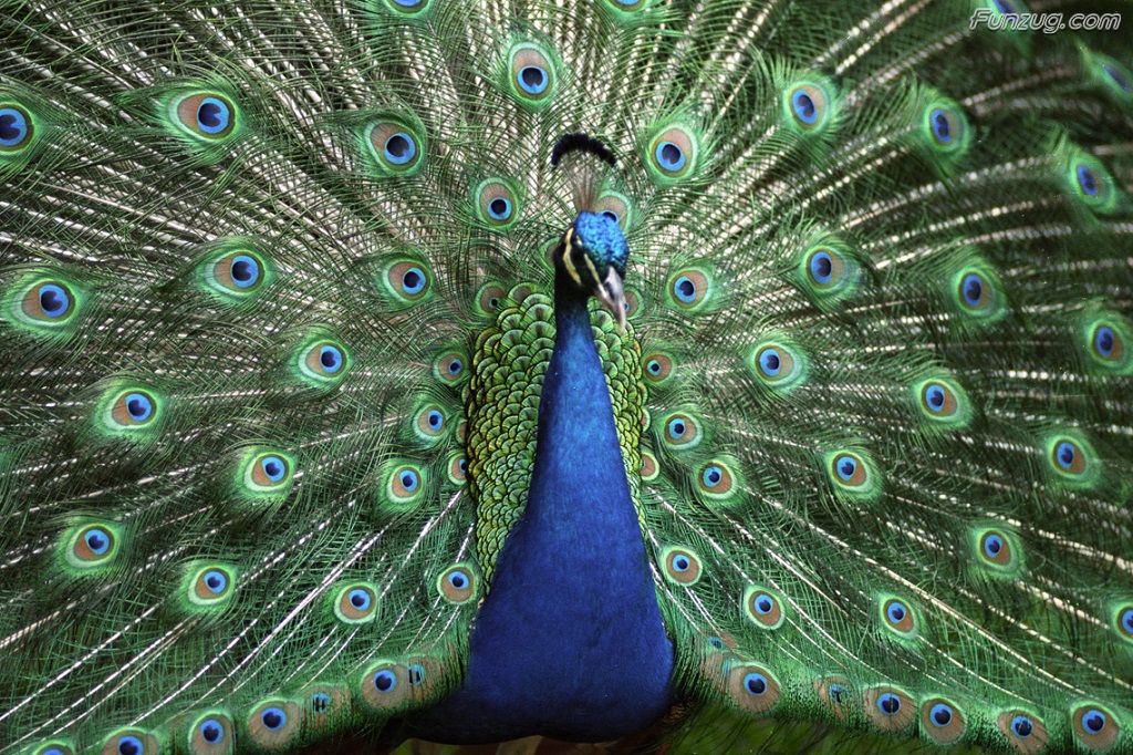 Beautiful Peacock Wallpaper HD Gallery