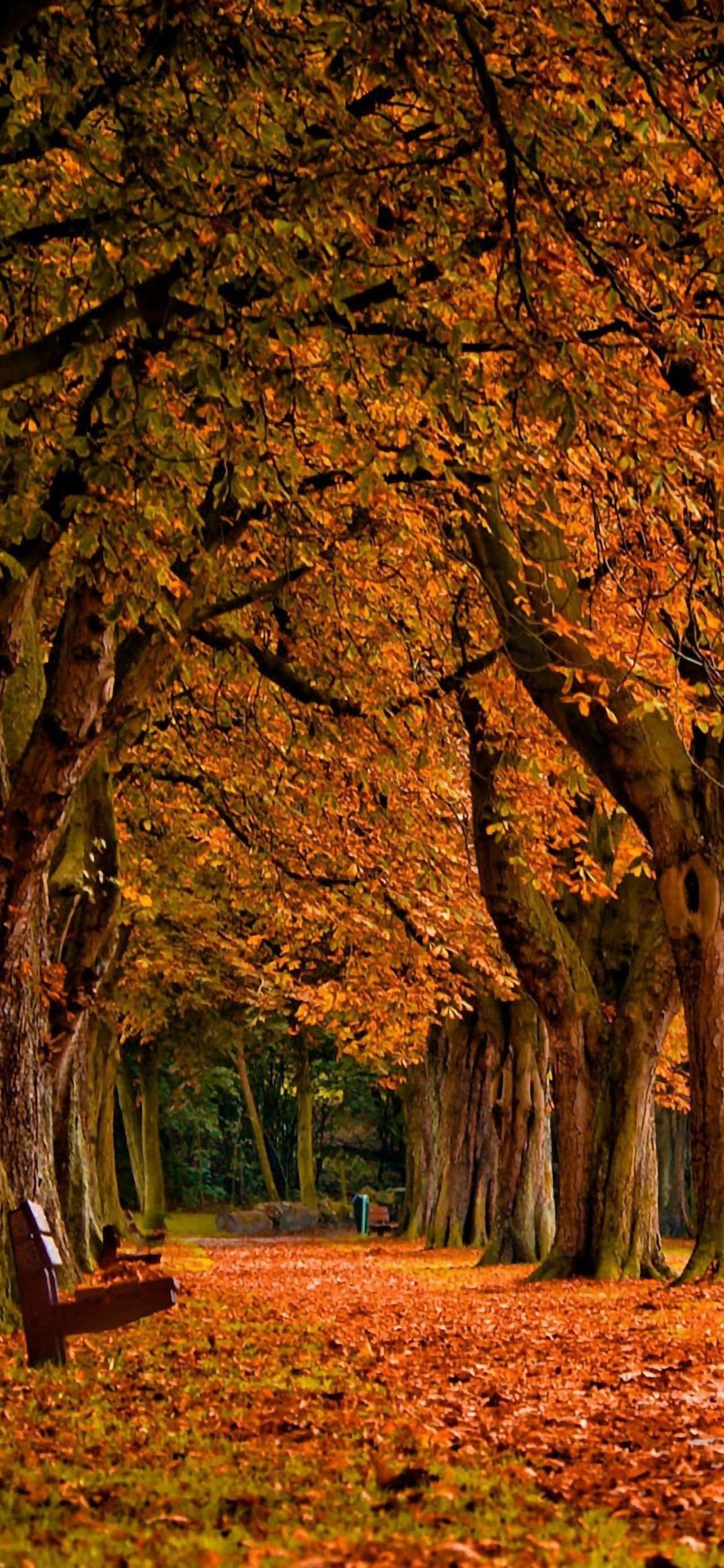 Autumn iPhone Plus Wallpaper