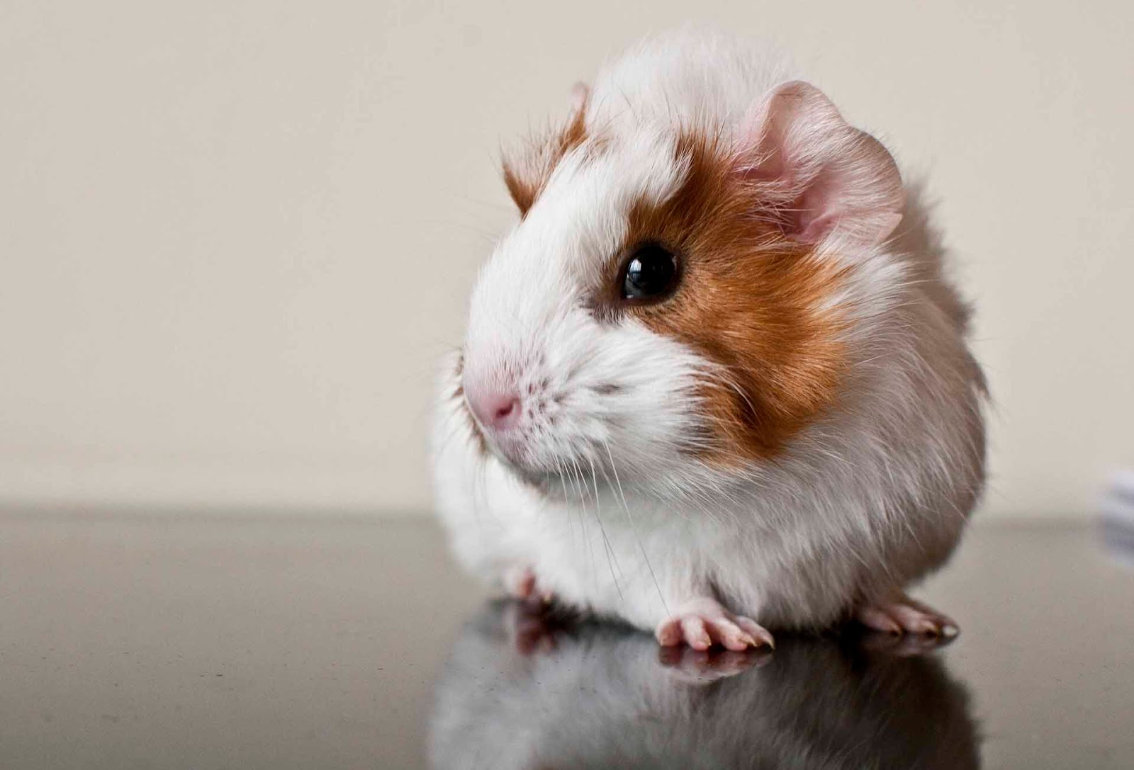 HQ Wallpapers Guinea Pig Wallpapers