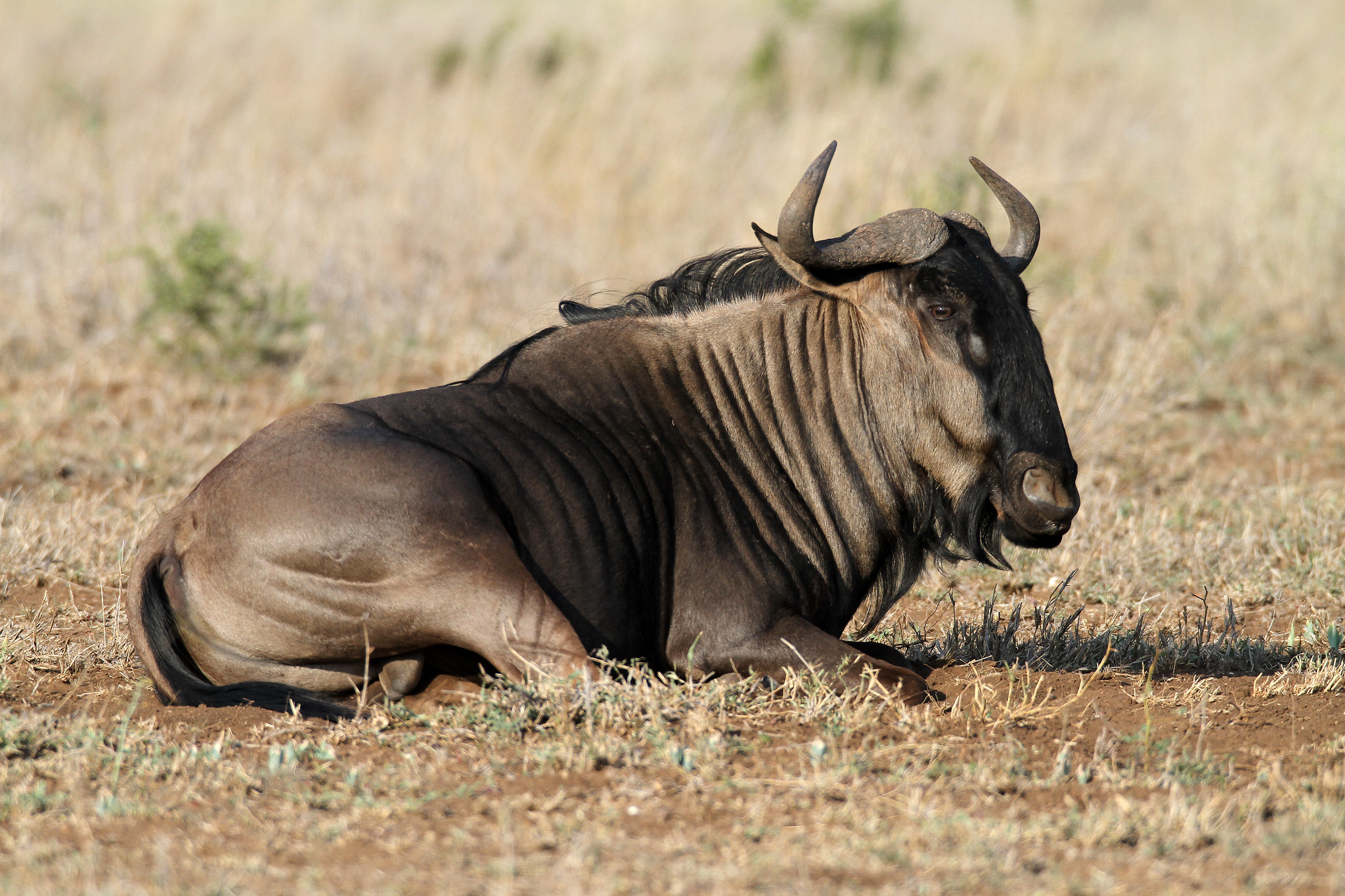A wildebeest resting on the dry African savanna