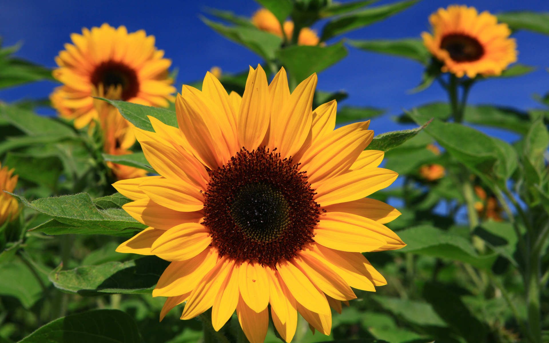 Simple Flower Wallpaper