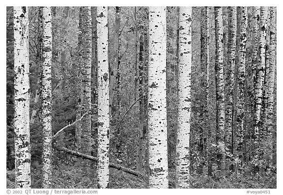 Black And White Birch Tree Wallpaper Trees