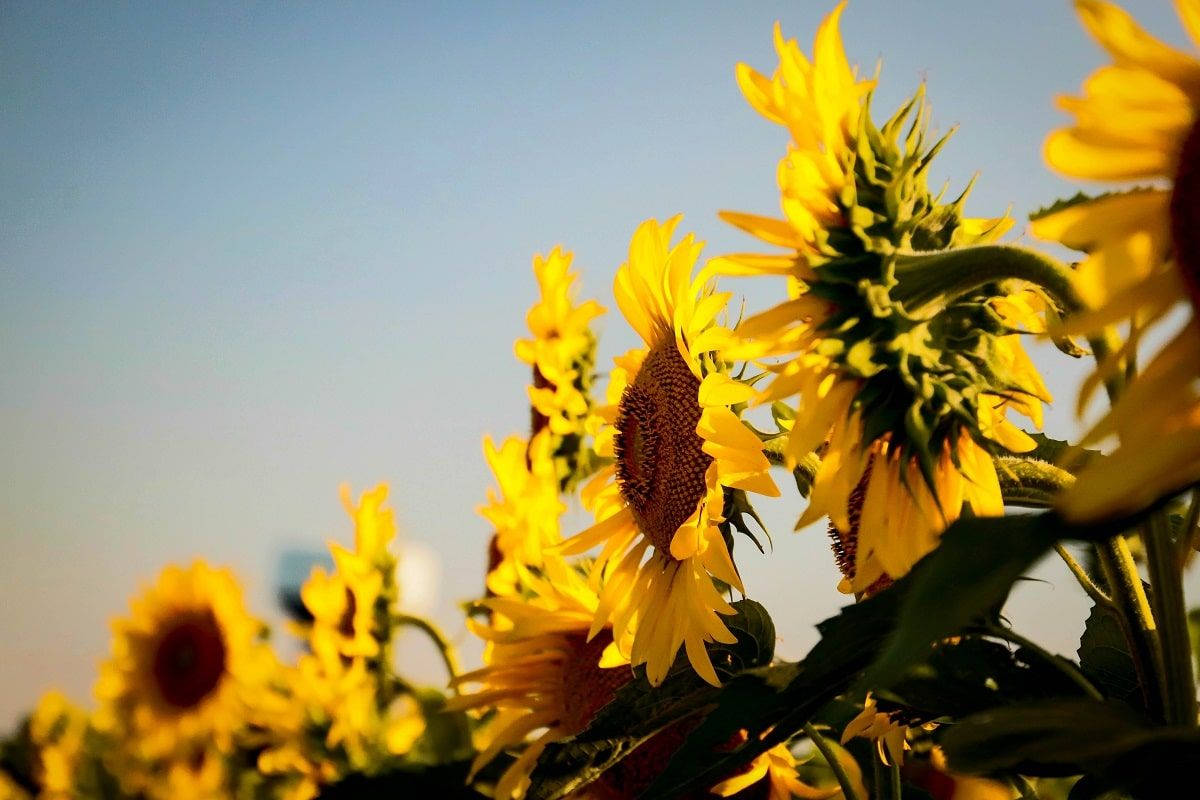Sunflower And Roses Wallpaper