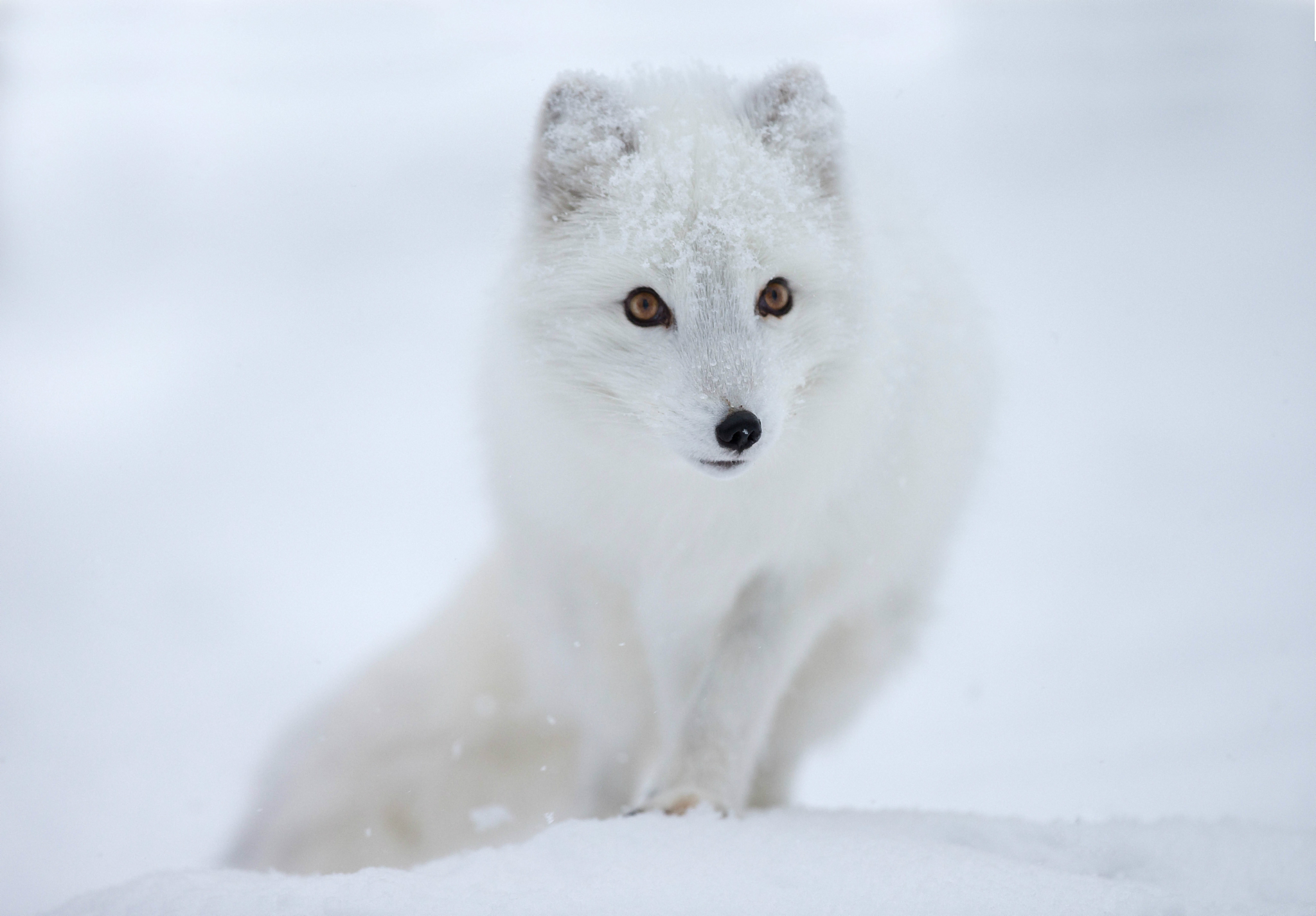 Snow Eyes Fox Arctic Wallpaper And Image