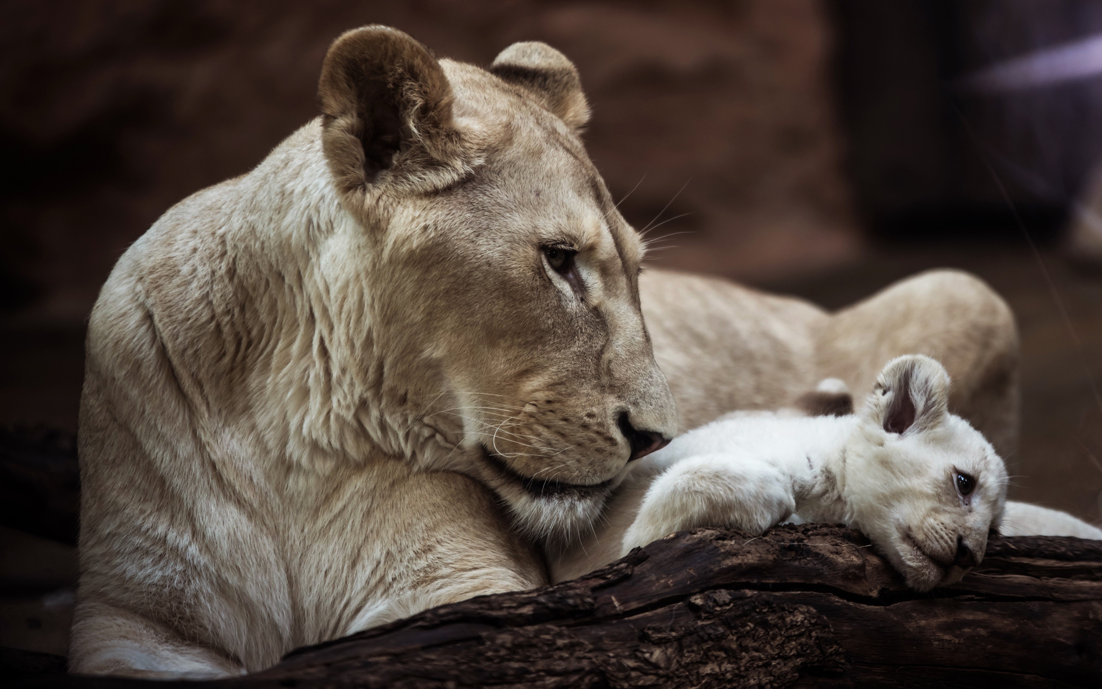 Lions Lioness Cubs White Wallpaper