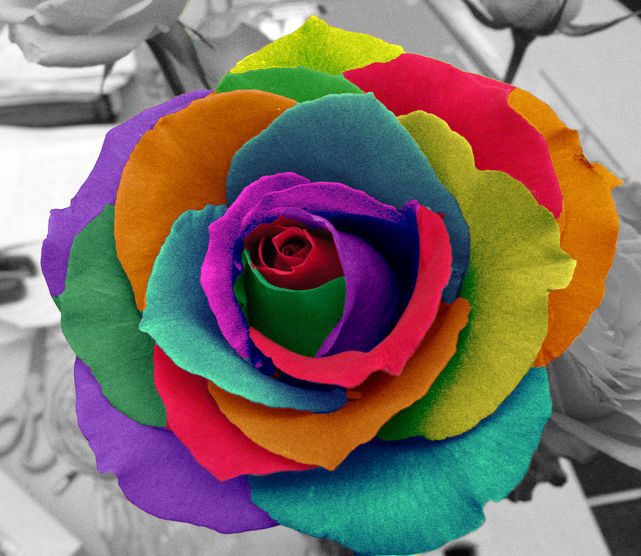 Flowers images rainbow rose HD wallpaper and background photos