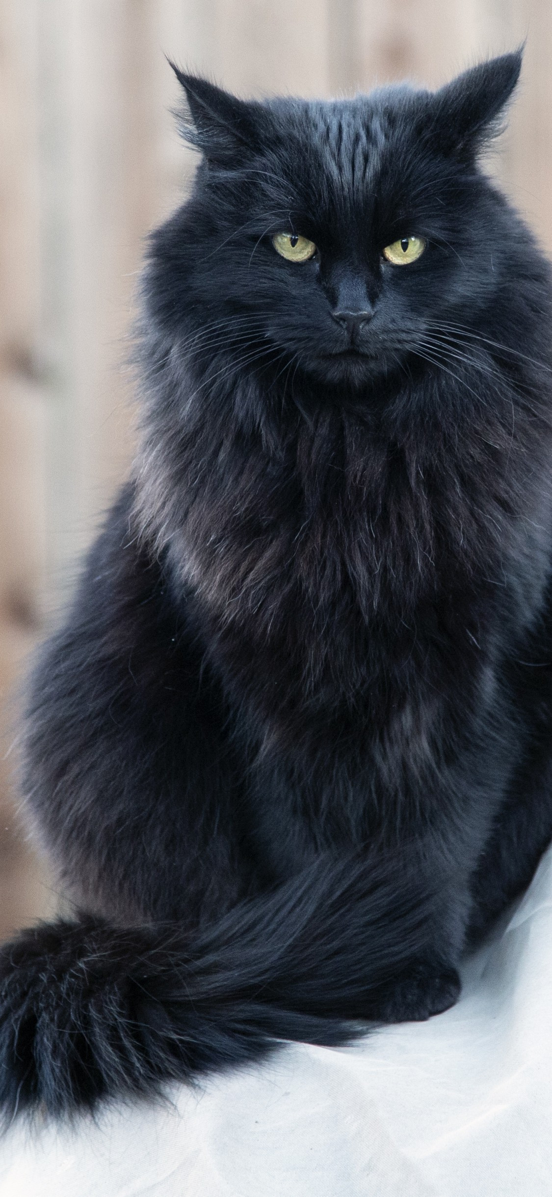 Black Fluffy Cat Stare Angry Expression