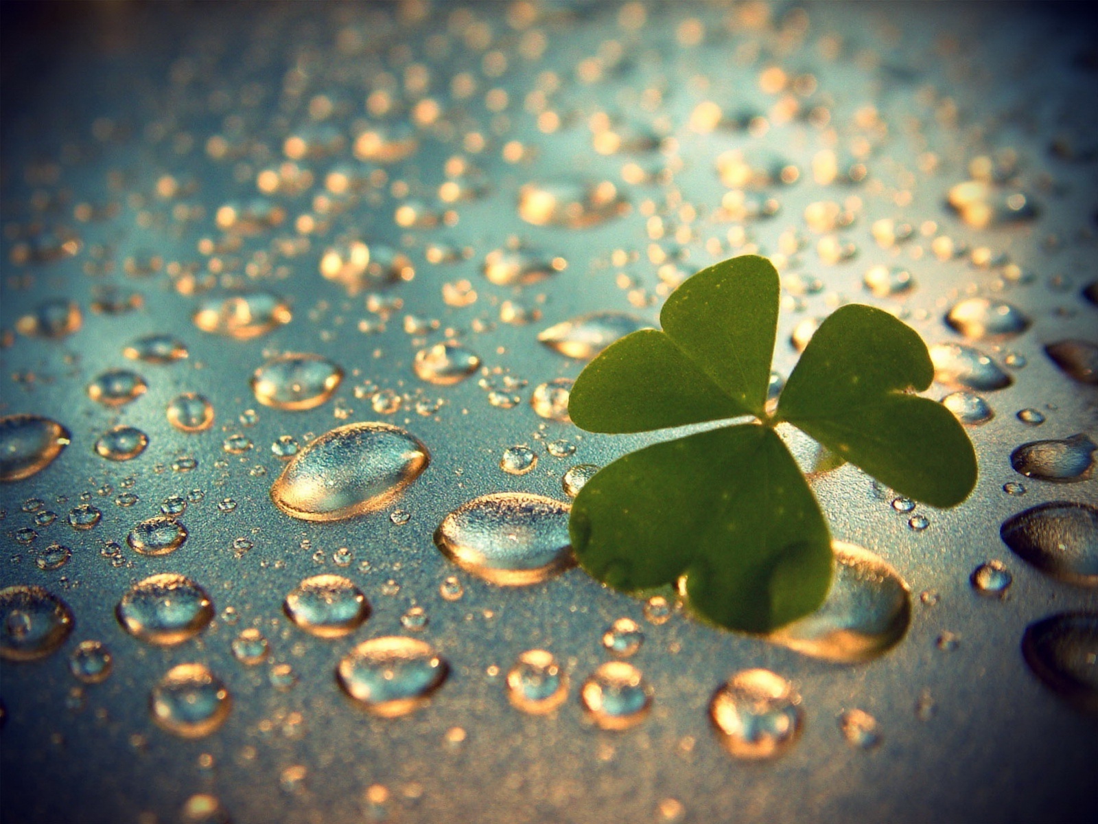 Best Collection Beautiful Rain HD Wallpaper For Desktop