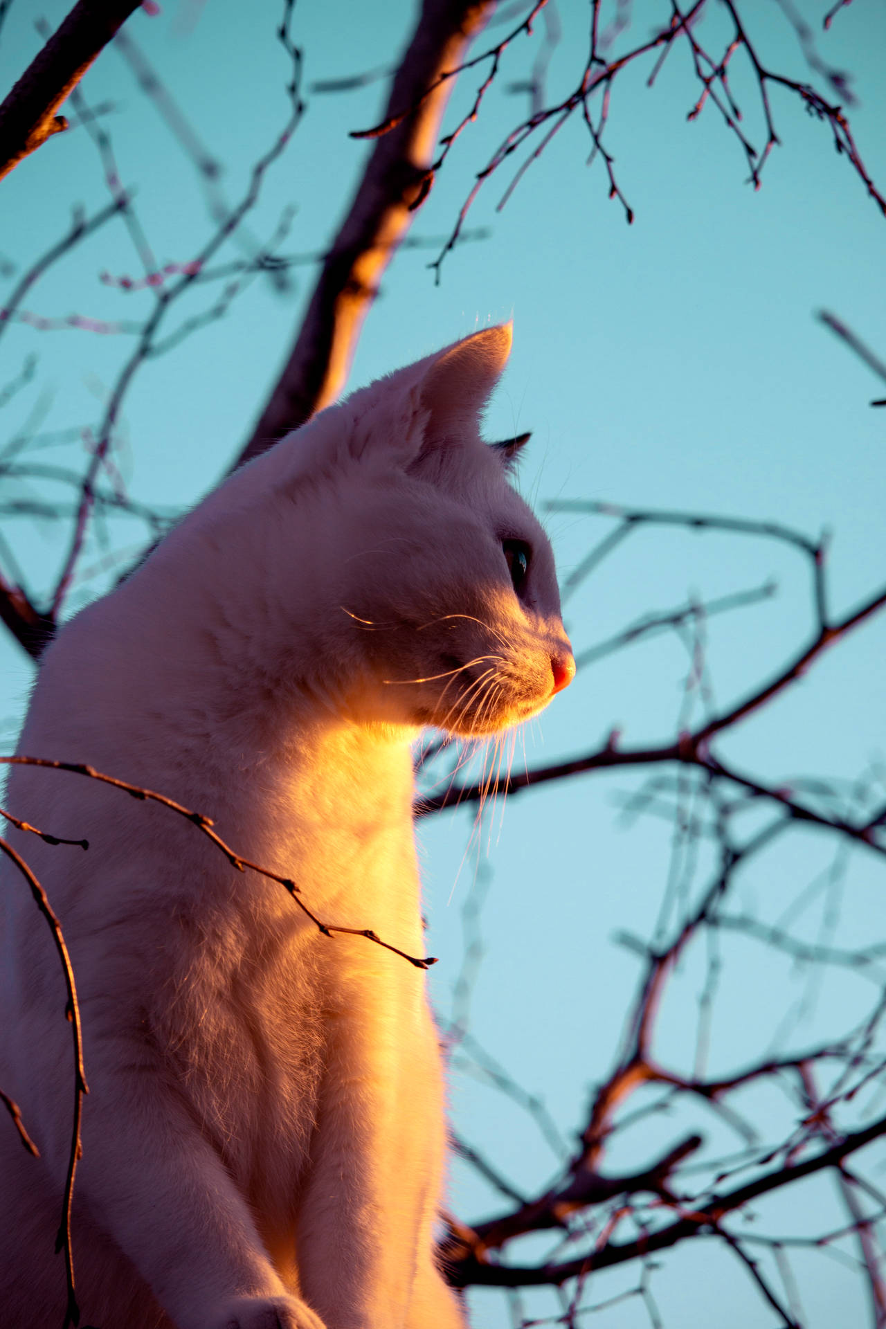 Cute Cat Aesthetic Wallpaper