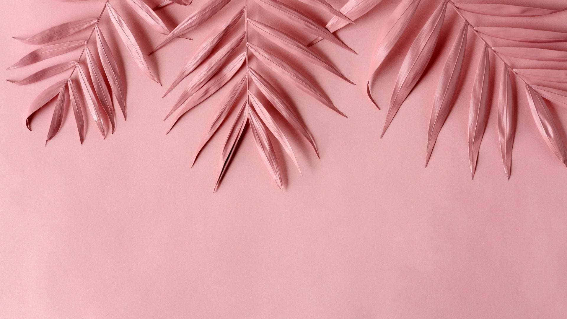 Pale Pink Wallpaper