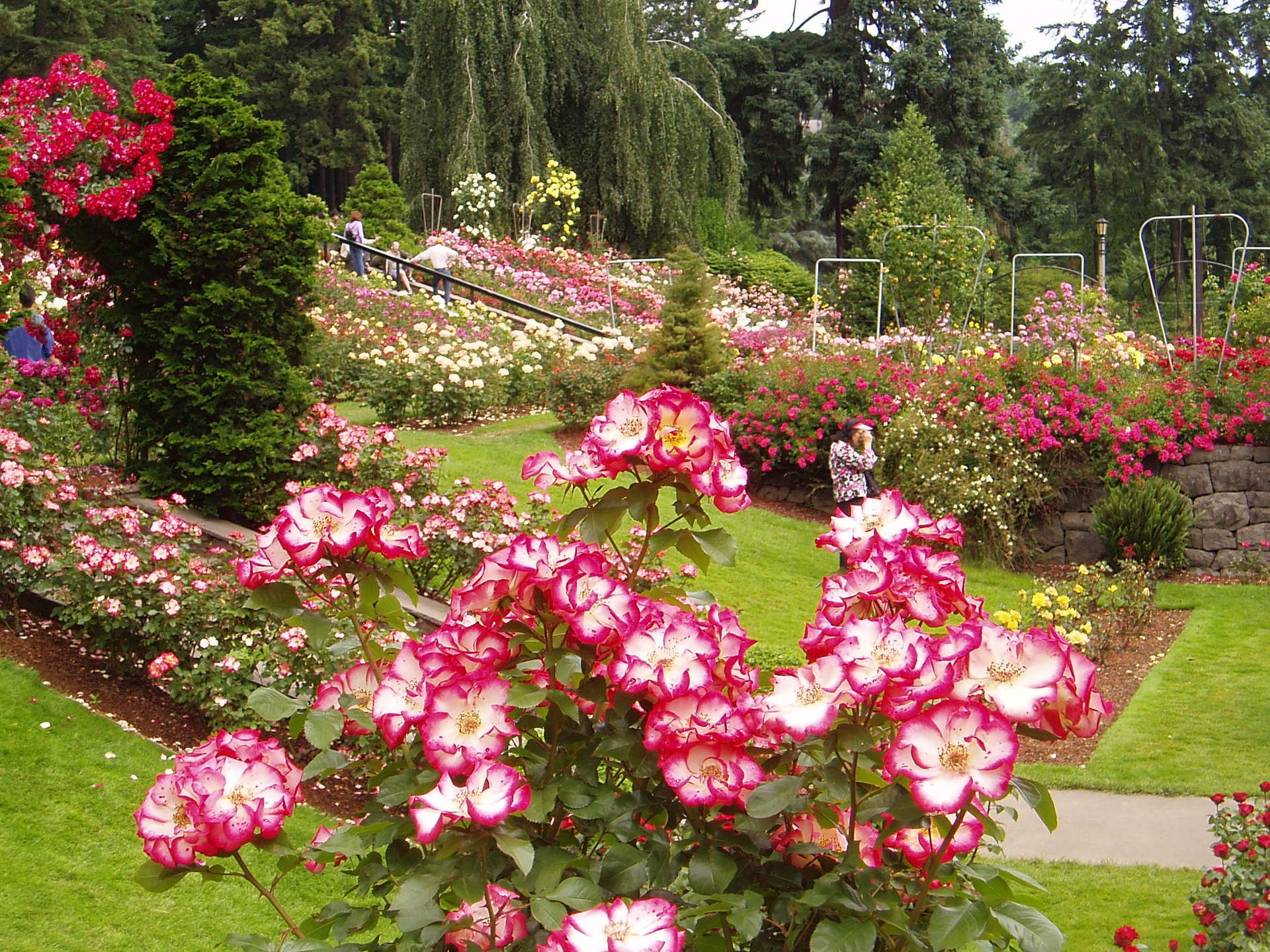 Portland Rose Garden Wallpaper