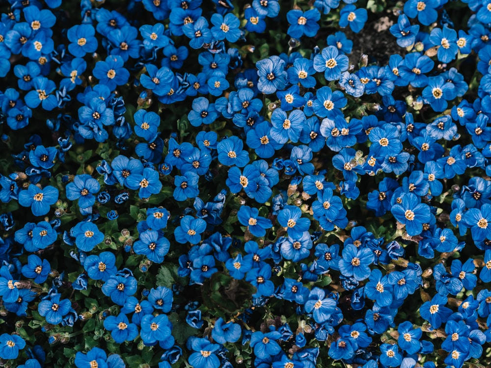 Anemone Flower Wallpaper