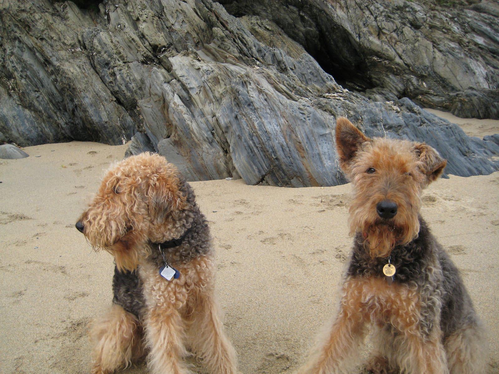 Two Cute Airedale Terrier On The Beach Photo And Wallpaper