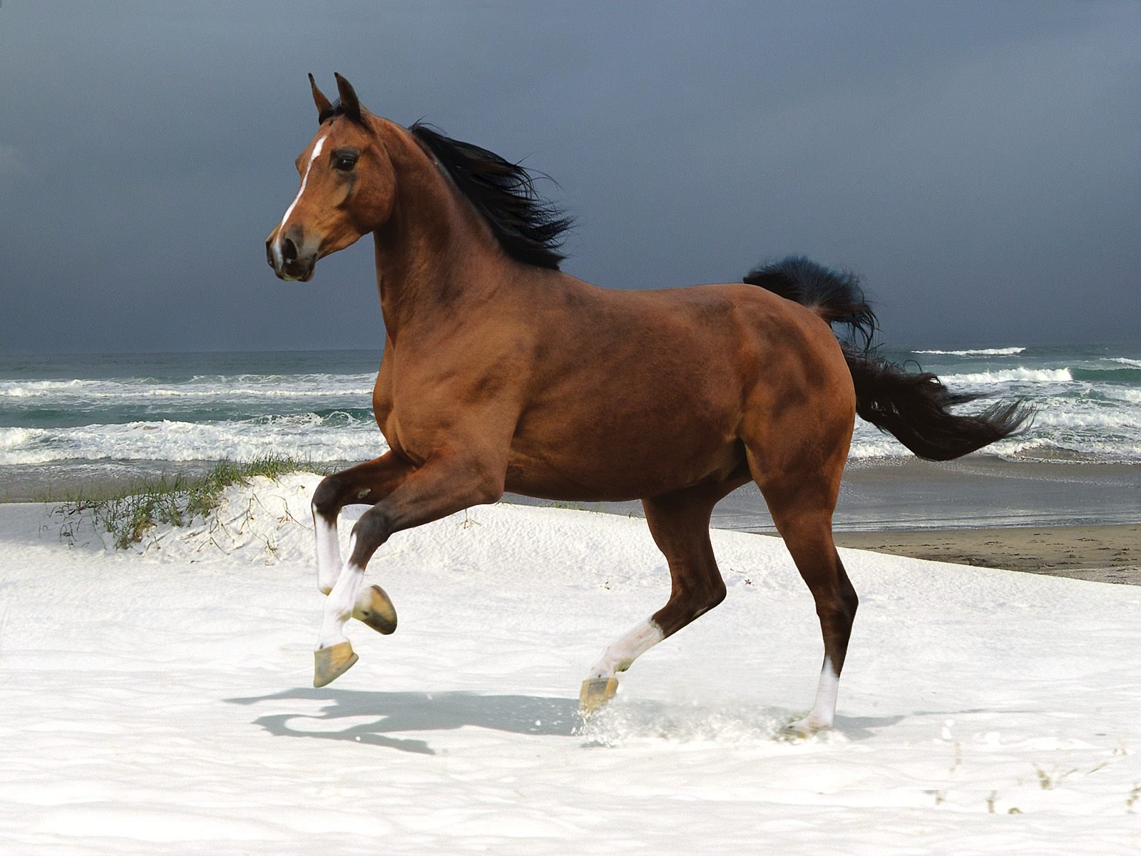 Horse HD Wallpapers Horses HD Wallpapers Full HD Wallpapers