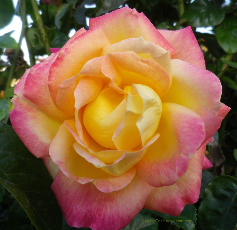 Pink And Yellow Rose By Shippertrish