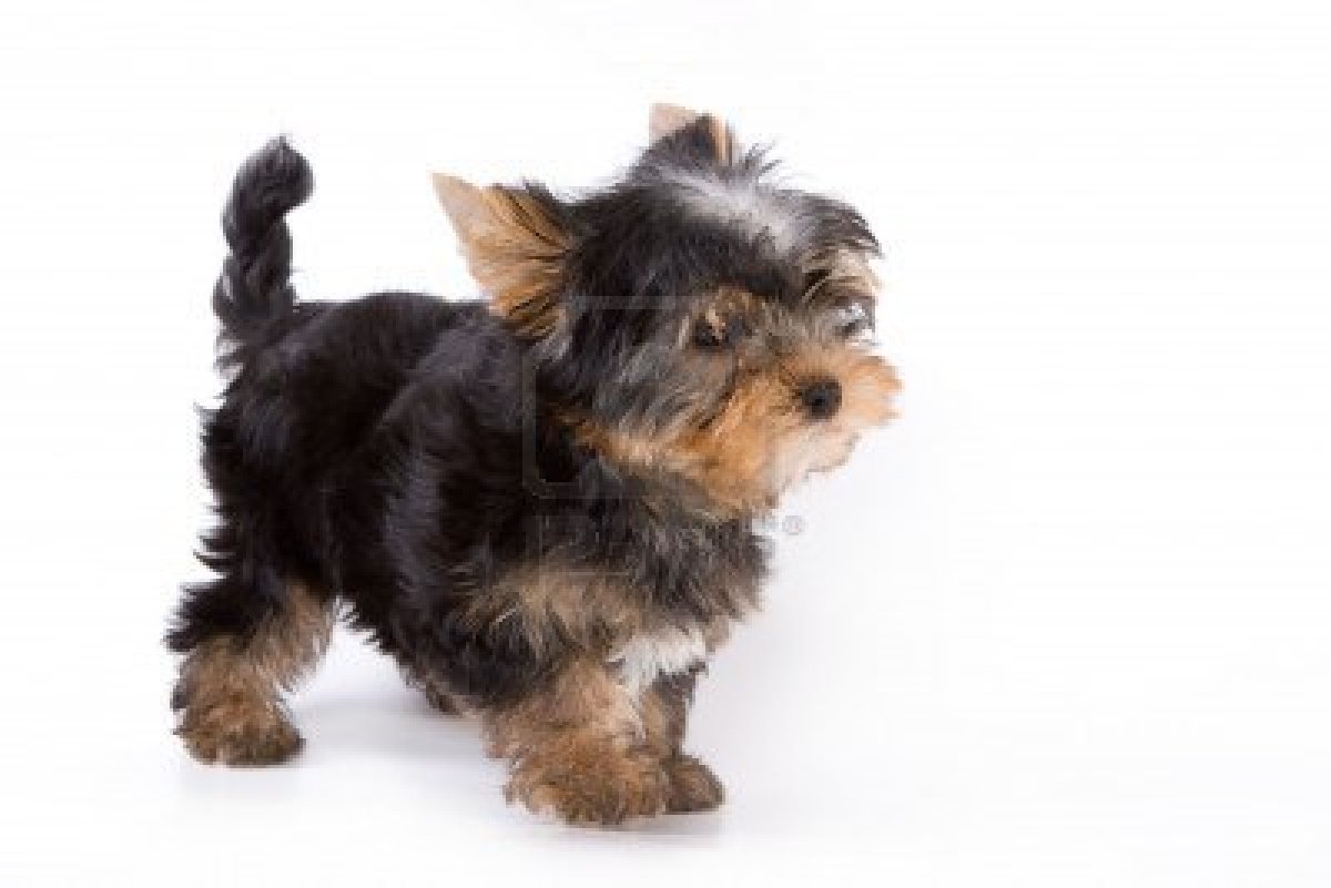 Yorkie là tên viết tắt của giống chó Yorkshire Terrier. Xem hình ảnh để thấy sự đáng yêu và dễ thương của chúng.