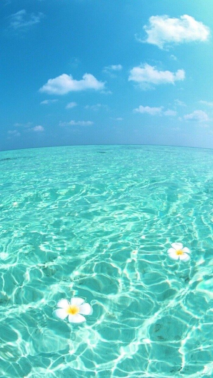 Blue Sky Turquoise Ocean Water Cute Background White Flowers