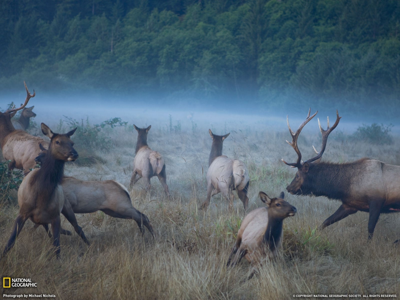 Elk Wallpaper