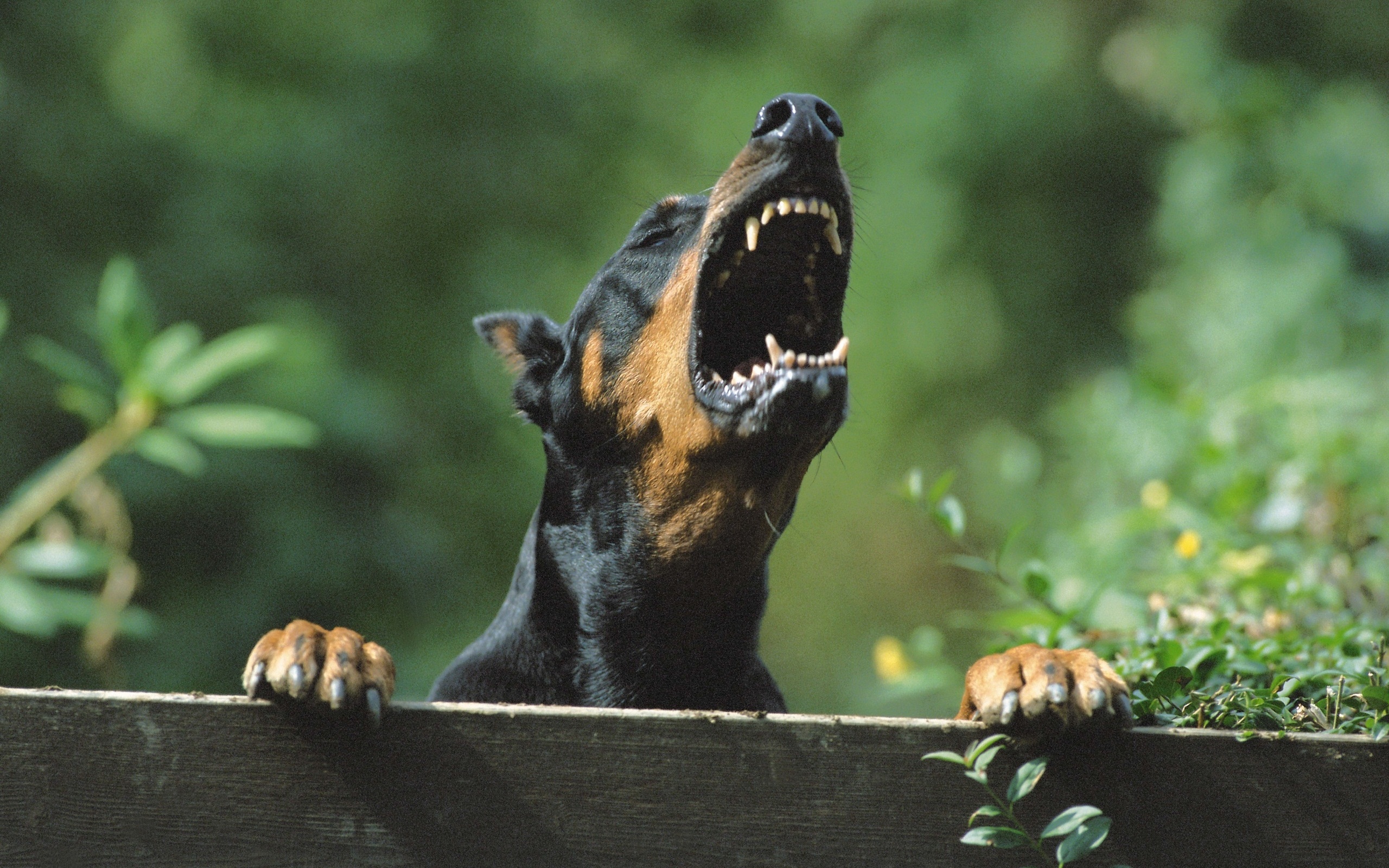 Angry Doberman Barking Wallpaper And Image Pictures