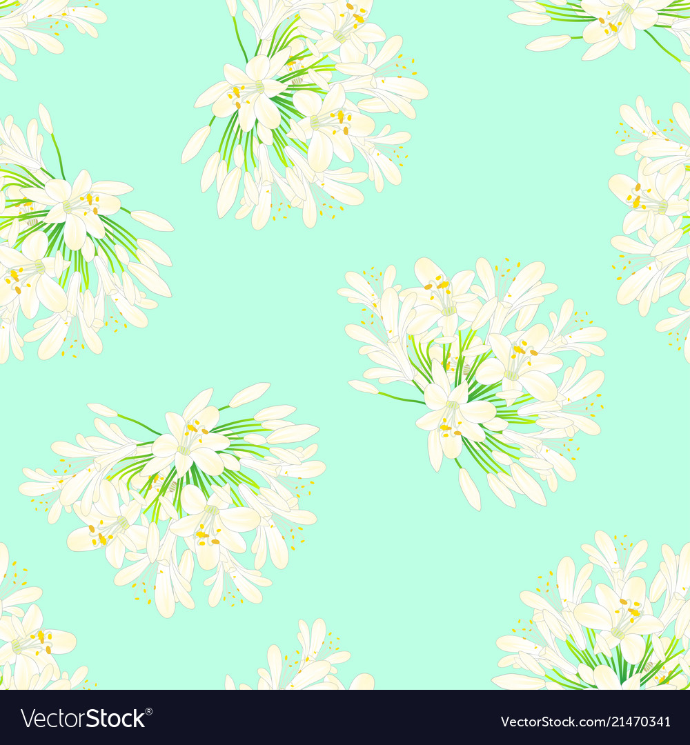 Snow White Agapanthus On Green Mint Background Vector Image