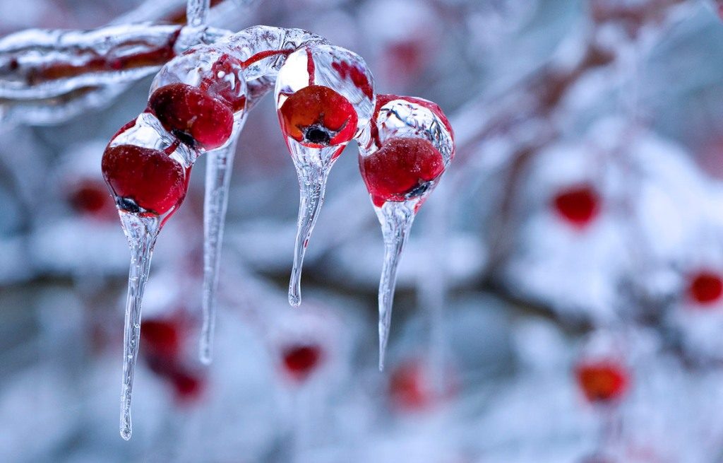 Winter Nature Wallpaper Desktop Close Up Photography