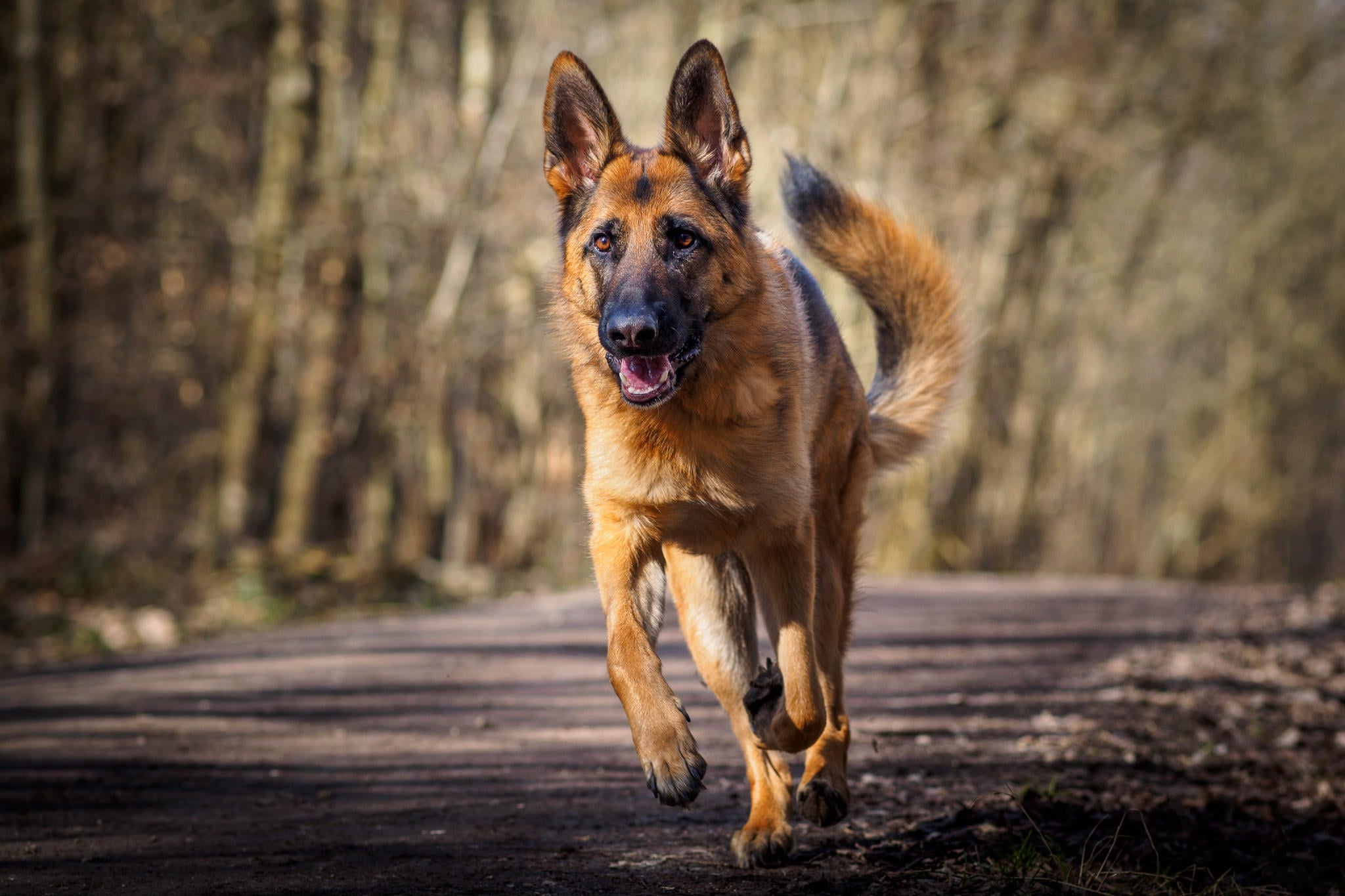 German Shepherd In Action Wallpaper