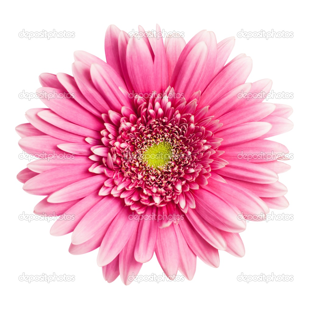 Pink Flower White Background Images amp Pictures   Becuo