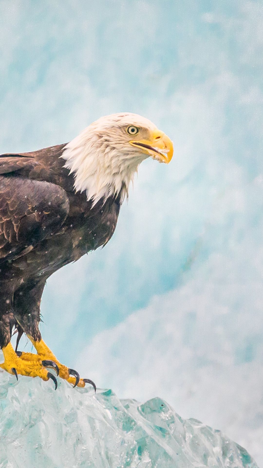 Eagle Bird Predator Ice iPhone Wallpaper