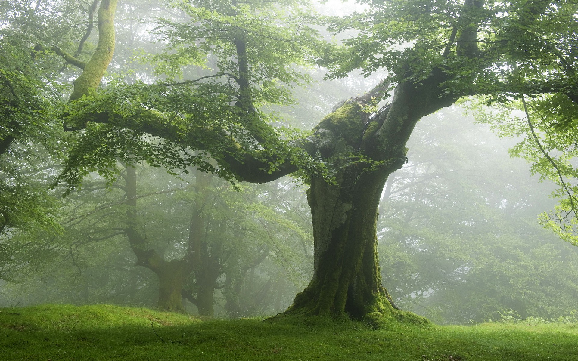 Nature Forest Trees Green Wallpaper HD