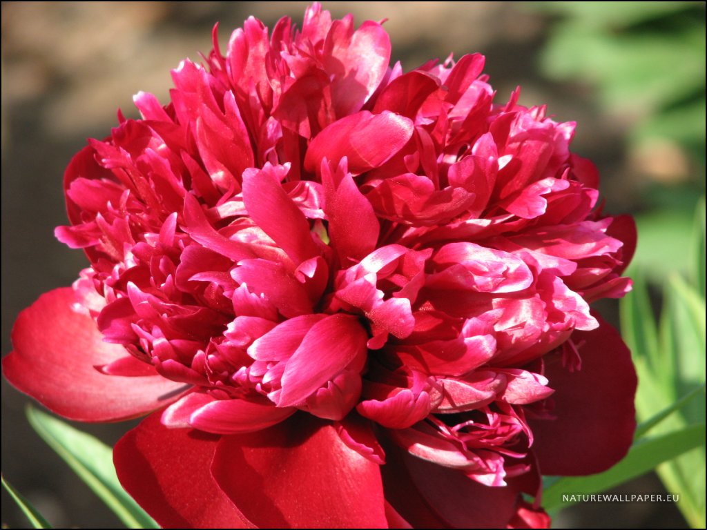Youwall Peony Flower Wallpaper Search Pictures Photos