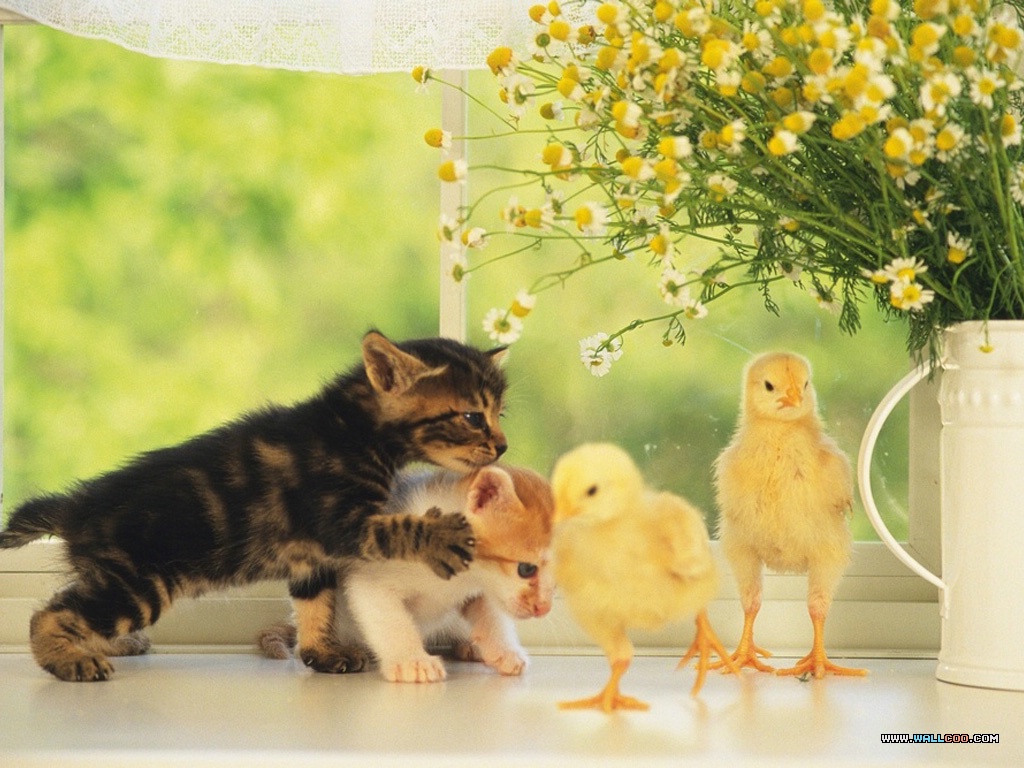 Baby Chicks And Ducks No Desktop Wallpaper Wallcoo