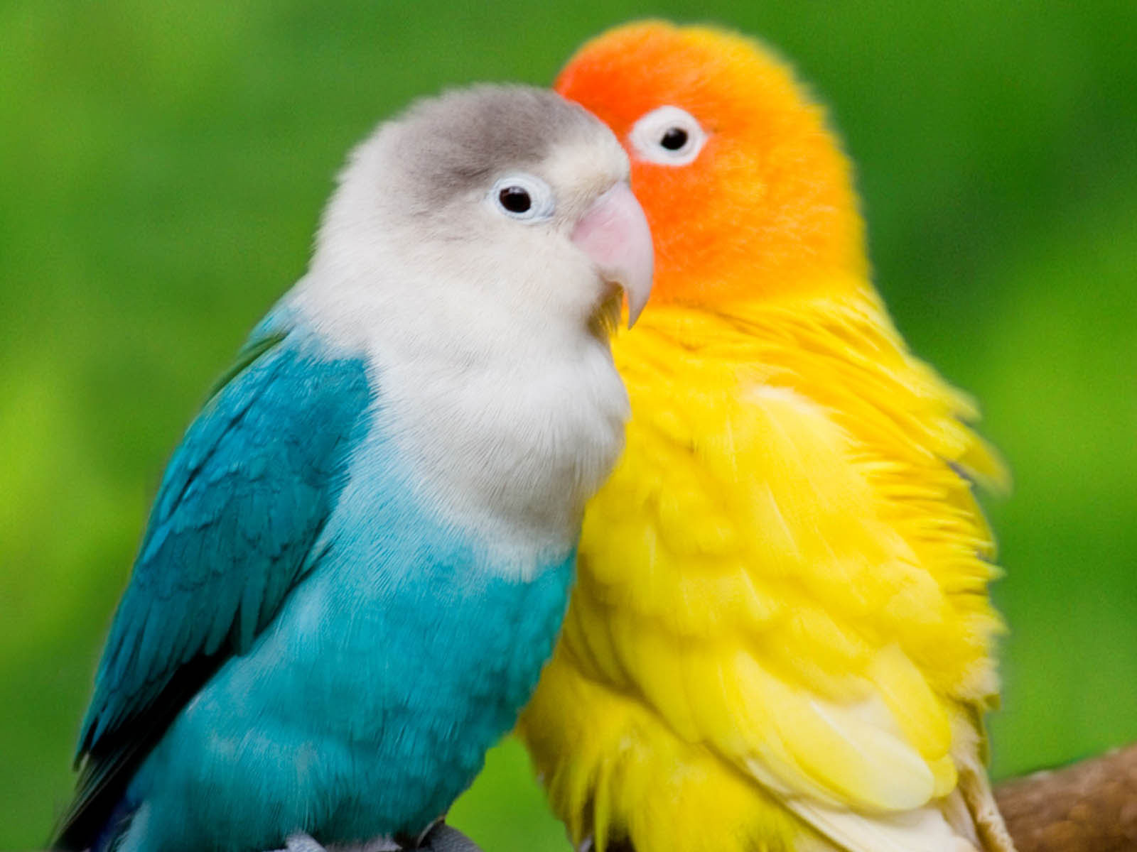 Desktop Wallpaper Colourful Parrots
