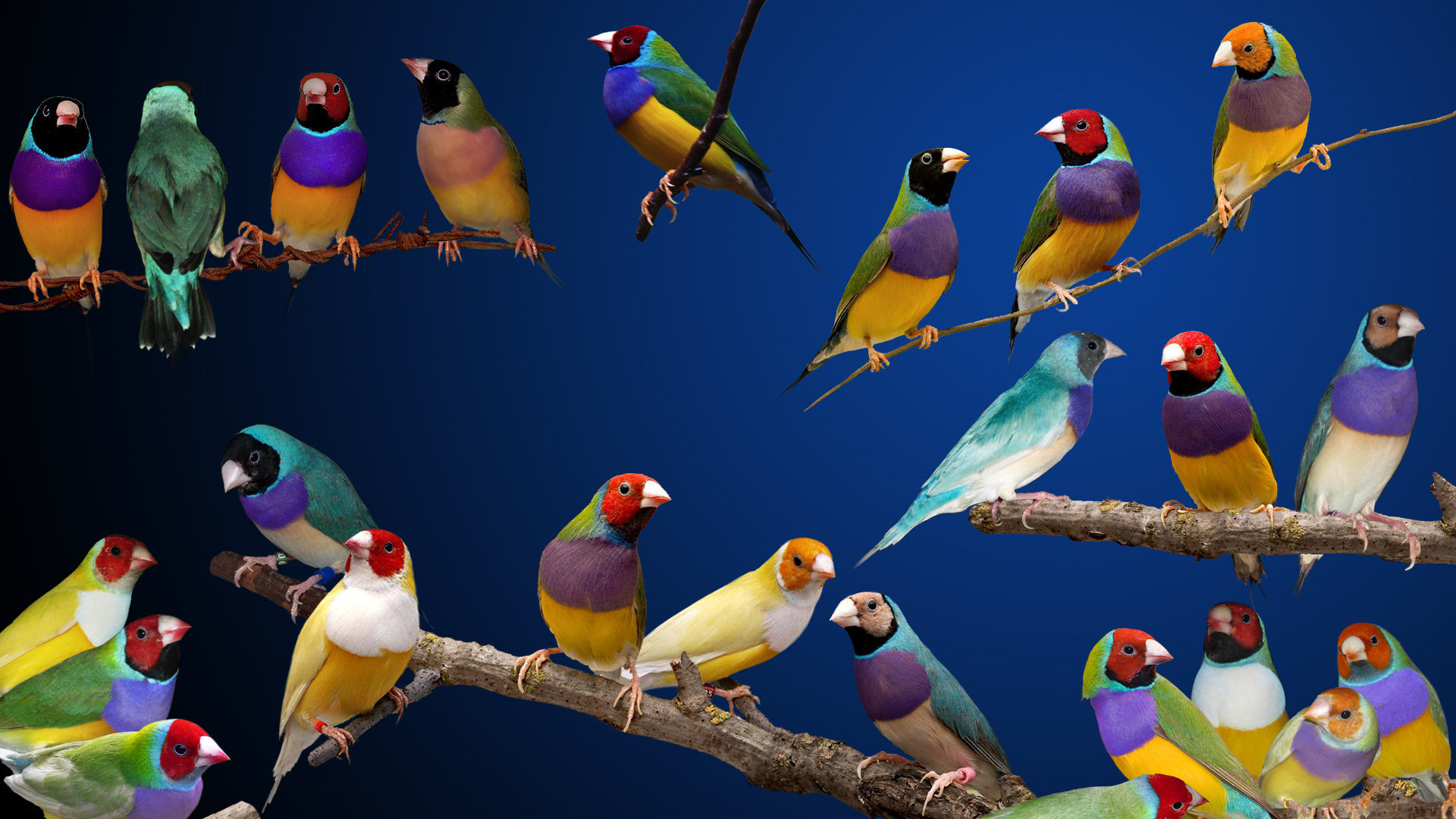 Gouldian Finches HD Wallpaper Background Image Id