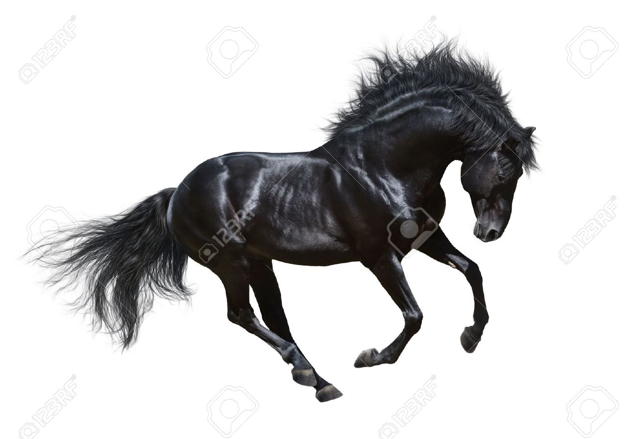 Black Stallion In Motion On White Background Stock Photo