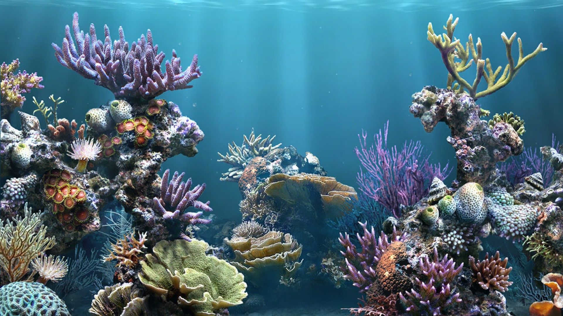 Free download fish tank aquarium wallpaper aquarium backgrounds ...