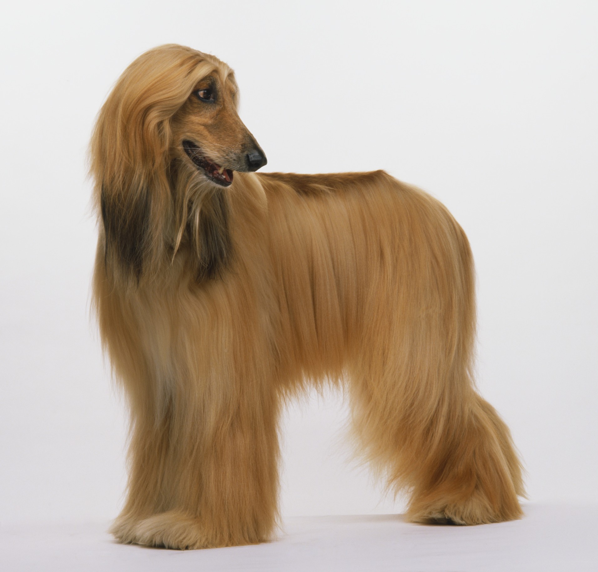 Afghan Hound Buddy Photo And Wallpaper Beautiful